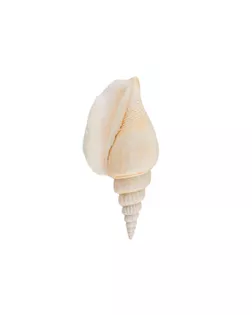 Ракушки декоративные "Zlatka" 5шт арт. ФТФ-2-1-40361 Ракушки декоративные "Zlatka" 5шт арт. ФТФ-2-1-40361