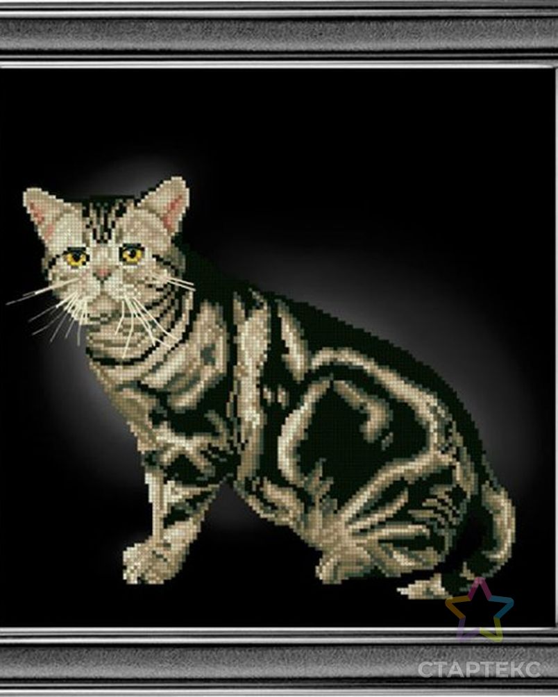 Набор для вышивания мулине КРАСА И ТВОРЧЕСТВО Американская короткошерстная  кошка 28х28 см - МГ0197333 - оптом купить в Москве по недорогой цене в  интернет-магазине Стартекс