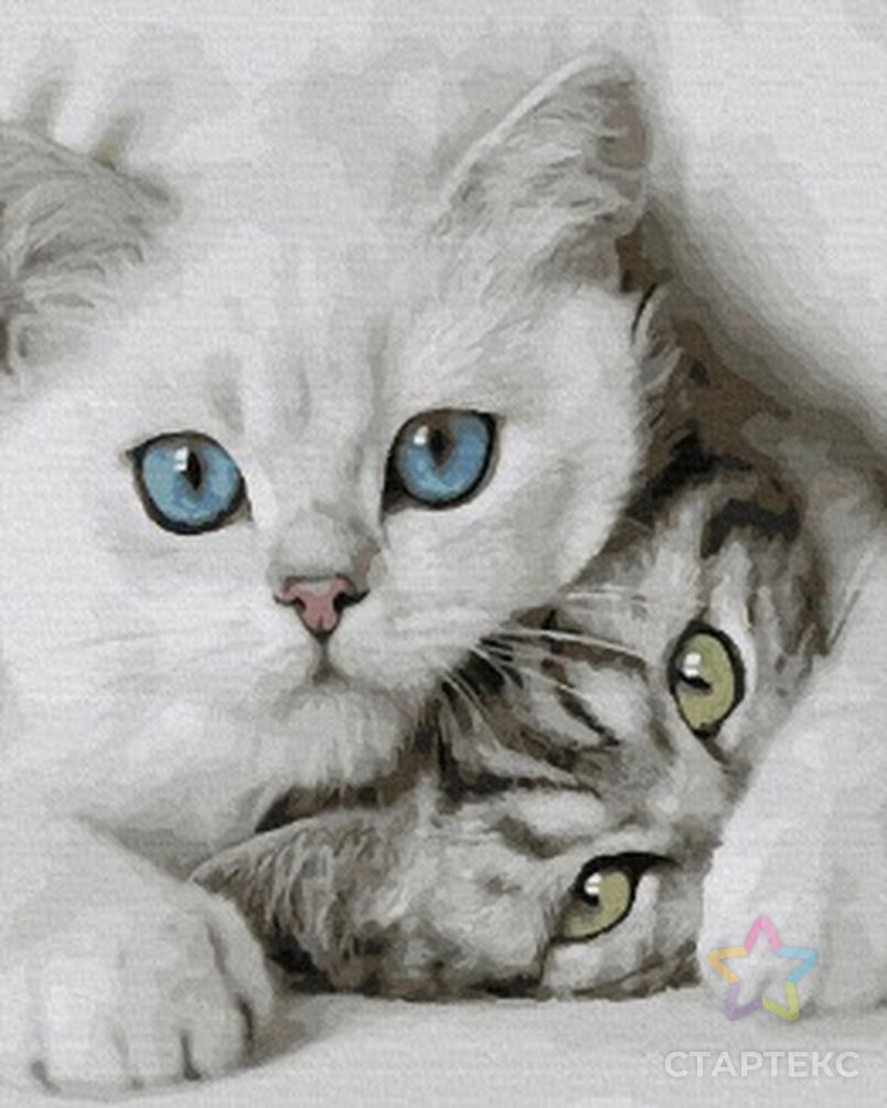 Картина по номерам с цветной схемой на холсте Molly Милые котята 30х40 см арт. МГ-112461-1-МГ1005253 2