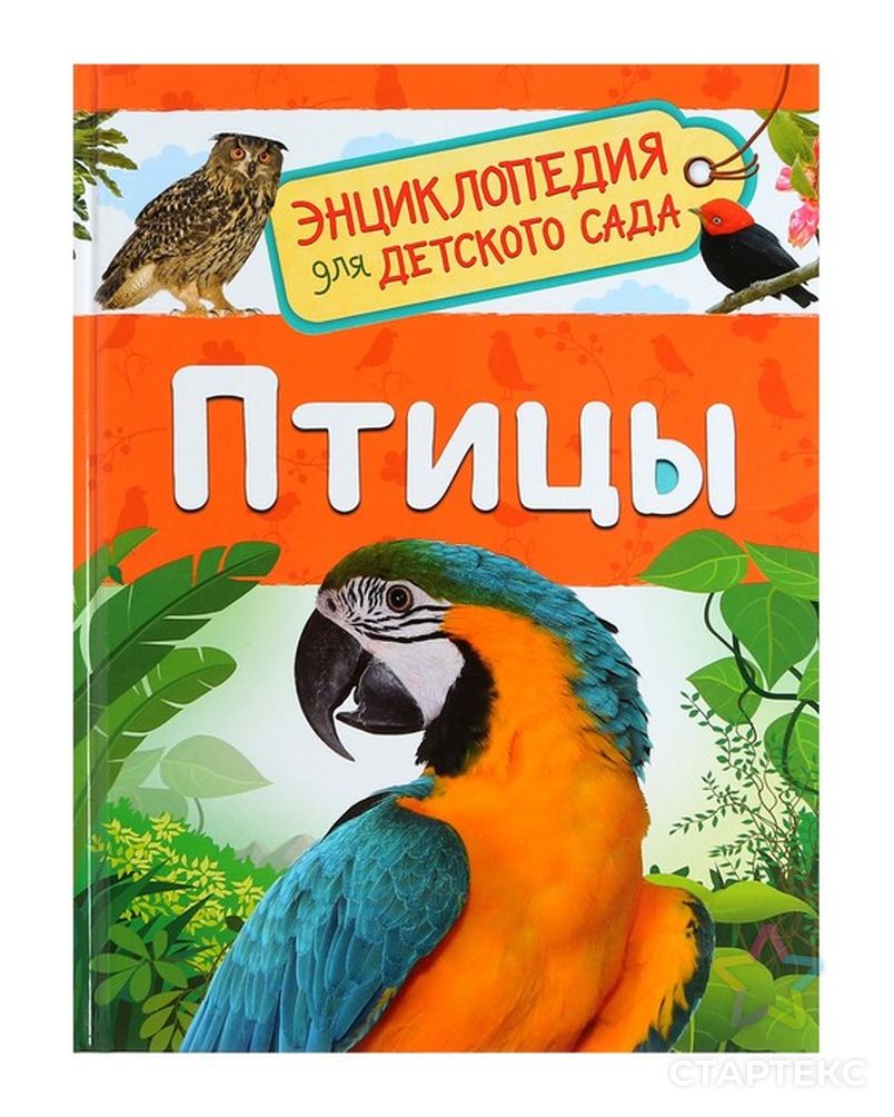 Энциклопедия для детского сада «Птицы». Гальцева С. Н. - купить в  Ростове-на-Дону оптом и в розницу по недорогой цене в интернет-магазине  Стартекс ( СМЛ0004737080)