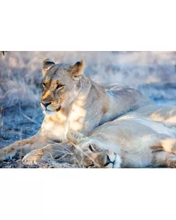 "ФРЕЯ" Пазл 2000 элемент. Львиная нежность PZL-2000/04 арт. ГММ-106282-4-ГММ074124739444