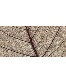 Листья сухие для декора арт. ГЕЛ-17827-1-ГЕЛ0121223