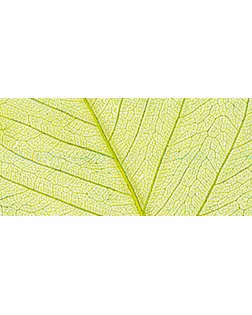 Листья сухие для декора арт. ГЕЛ-4681-1-ГЕЛ0121228
