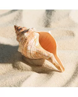 Ракушка декоративная, 8-11 см арт. СМЛ-239480-1-СМЛ0010182795