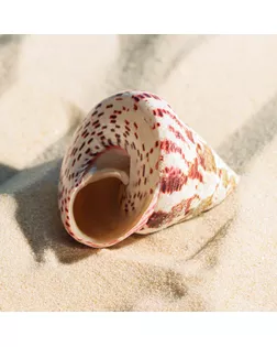 Ракушка декоративная полированная, 3-5 см арт. СМЛ-239481-1-СМЛ0010182797