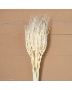 Сухой колос пшеницы, набор 50 шт. арт. СМЛ-23904-8-СМЛ0004447385