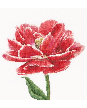 Набор для вышивания "Ранний красно-белый тюльпан", канва аида 18 ct арт. ГЕЛ-9828-1-ГЕЛ0124479