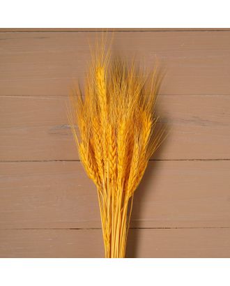 Сухой колос пшеницы, набор 50 шт. арт. СМЛ-23904-4-СМЛ3947242