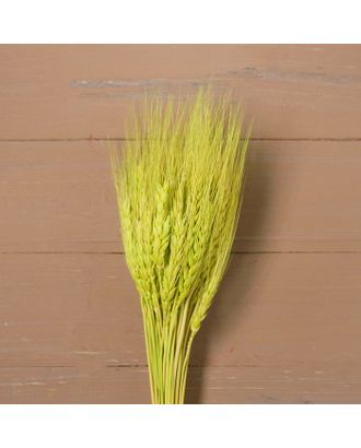 Сухой колос пшеницы, набор 50 шт. арт. СМЛ-23904-5-СМЛ3947243