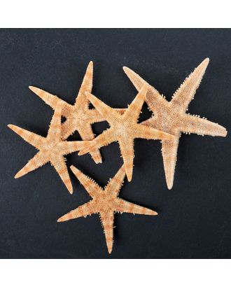 Набор из 5 морских звезд, размер каждой 3-5 см арт. СМЛ-204540-1-СМЛ0000476939