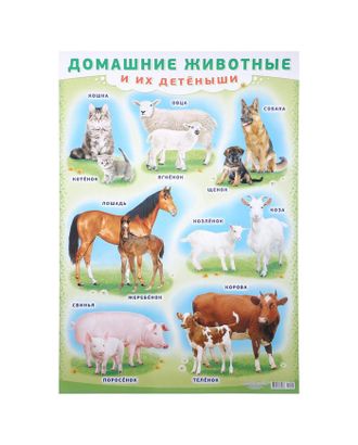 Плакат "Домашние животные и их детёныши" А2 арт. СМЛ-121646-1-СМЛ0004993048