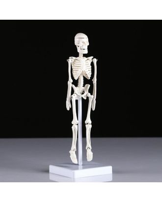 Макет "Скелет человека" 22см арт. СМЛ-89139-1-СМЛ0005076756