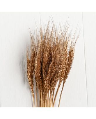 Сухой колос пшеницы, набор 30 шт, цвет золотой арт. СМЛ-144209-1-СМЛ0005271778