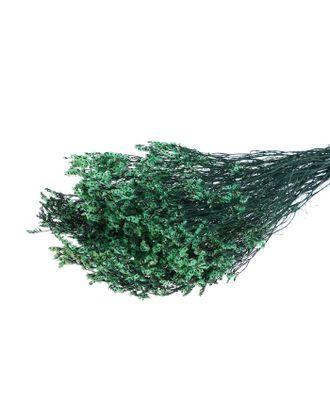 Купить Природный декор Сухоцвет "Лимониум" 120 гр., цвет зеленый арт. СМЛ-171097-1-СМЛ0006972076 оптом в Череповце