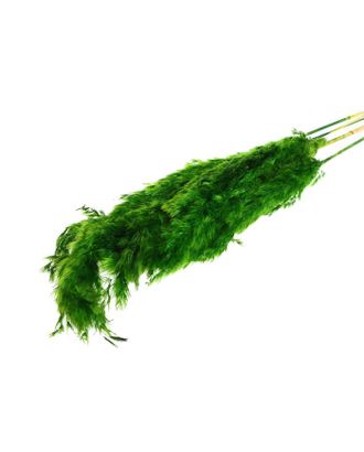 Купить Природный декор Сухоцвет "Пампасная трава" набор 5 шт, цвет зеленый арт. СМЛ-171105-1-СМЛ0006972085 оптом в Череповце