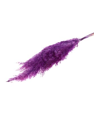 Купить Природный декор Сухоцвет "Пампасная трава" набор 5 шт, цвет фиолетовый арт. СМЛ-171107-1-СМЛ0006972087 оптом в Череповце