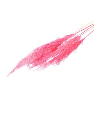 Купить Природный декор Сухоцвет "Пампасная трава" набор 5 шт, цвет розовый арт. СМЛ-171108-1-СМЛ0006972089 оптом в Череповце