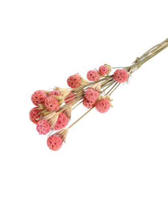Купить Природный декор Сухоцвет "Ликвидамбара" 35 гр., цвет розовый арт. СМЛ-171114-1-СМЛ0006972095 оптом в Череповце