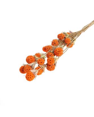 Купить Природный декор Сухоцвет "Ликвидамбара" 35 гр., цвет оранжевый арт. СМЛ-171118-1-СМЛ0006972099 оптом в Череповце