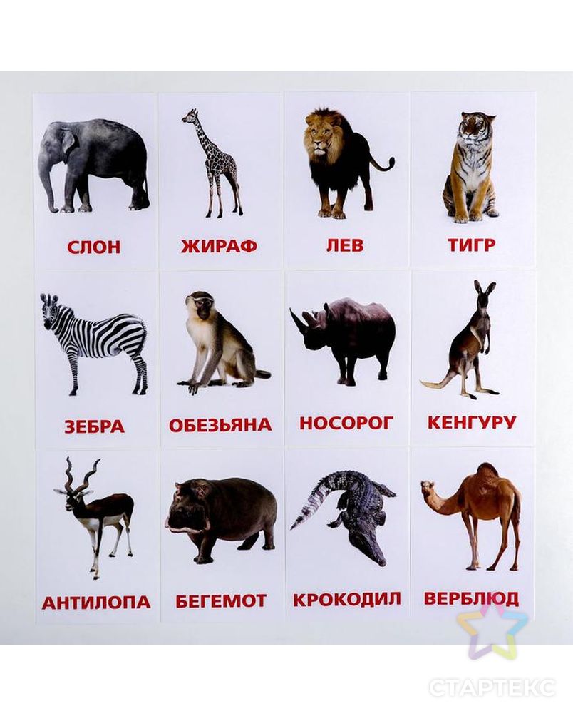 Карточки Домана Животные