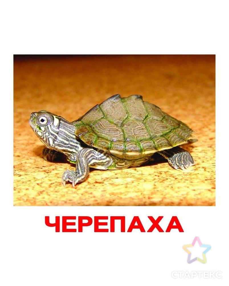 Картинки с подписями для детей