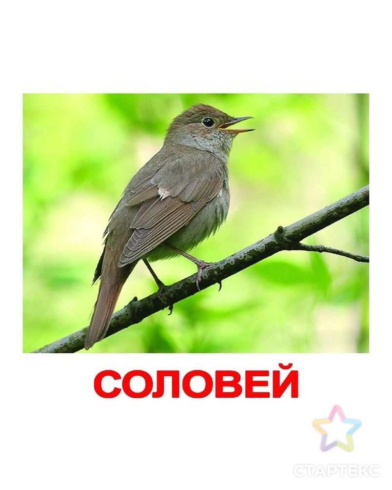 Тема соловей. Борис и Глеб Сеятели праздник 15 мая. Соловей. Соловей Перелетная птица. Обучающие карточки "птицы".