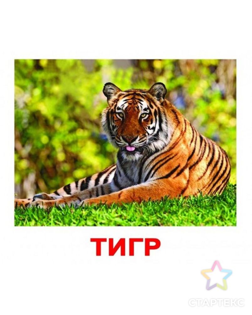 Самый здоровый тигр