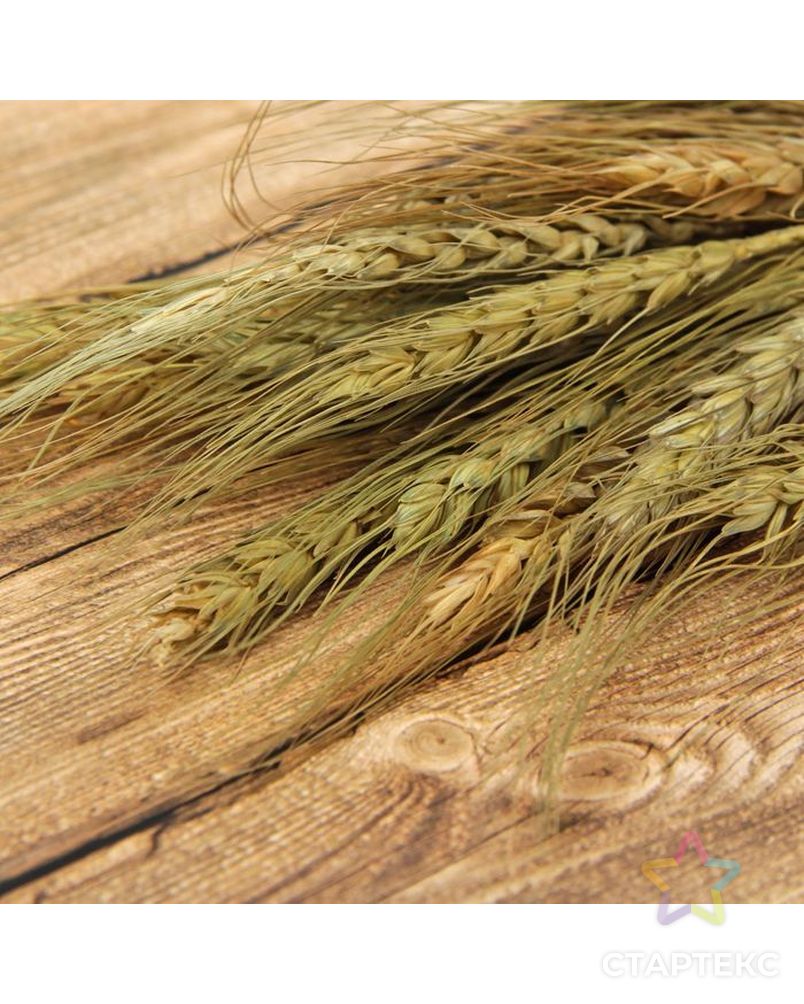 Сухой колос пшеницы, (набор 20 шт) арт. СМЛ-36041-1-СМЛ0002325572 1