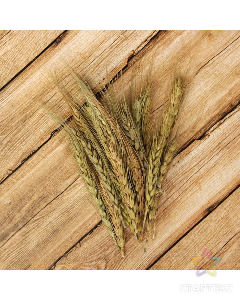 Сухой колос пшеницы, (набор 20 шт) арт. СМЛ-36041-1-СМЛ0002325572 2