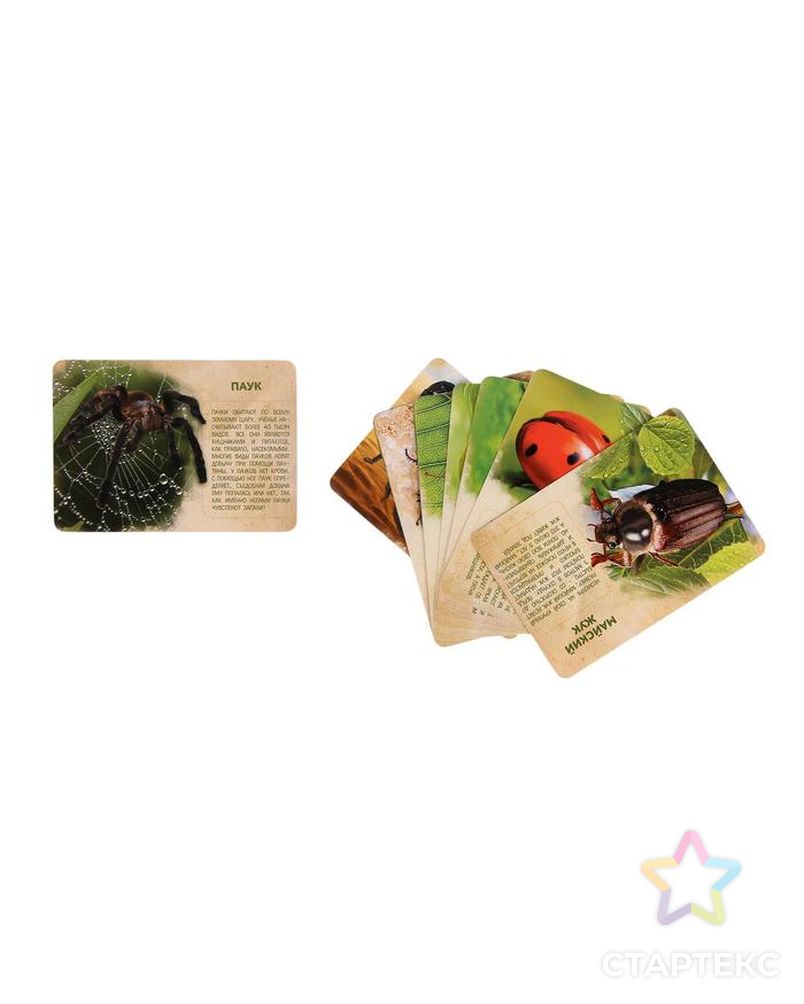 Набор животных с обучающими карточками «В мире насекомых», животные пластик, карточки арт. СМЛ-50243-1-СМЛ0002519486 2