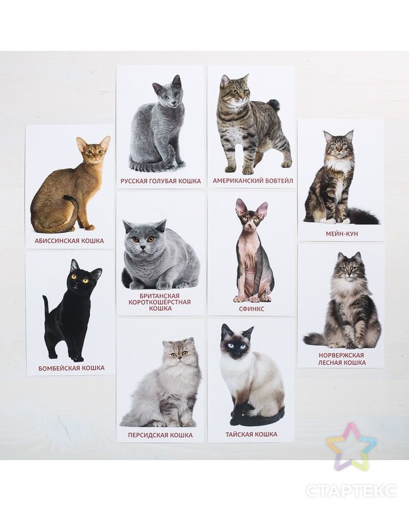 Карточки Домана кошка