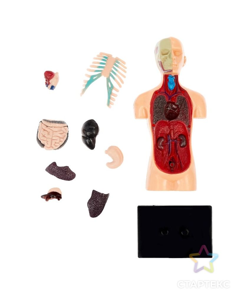 Научный опыт «Анатомия человека» арт. СМЛ-62542-1-СМЛ0003690720 2