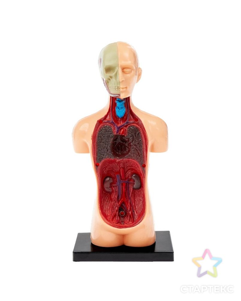 Научный опыт «Анатомия человека» арт. СМЛ-62542-1-СМЛ0003690720 3