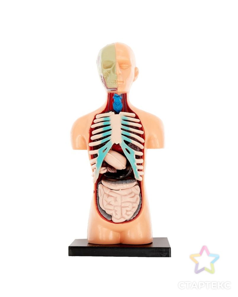 Научный опыт «Анатомия человека» арт. СМЛ-62542-1-СМЛ0003690720 4