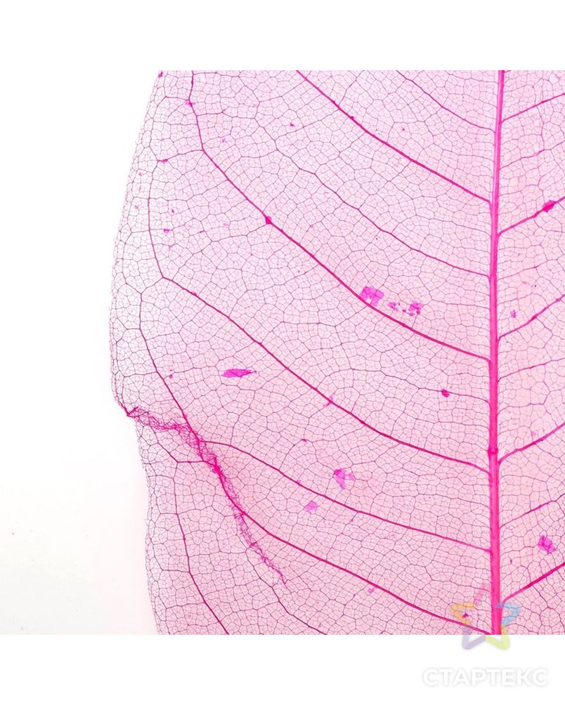 Листья скелетированные для творчества "Ярко-розовый" набор 10 шт 25х10 см арт. СМЛ-17924-1-СМЛ4018832 5