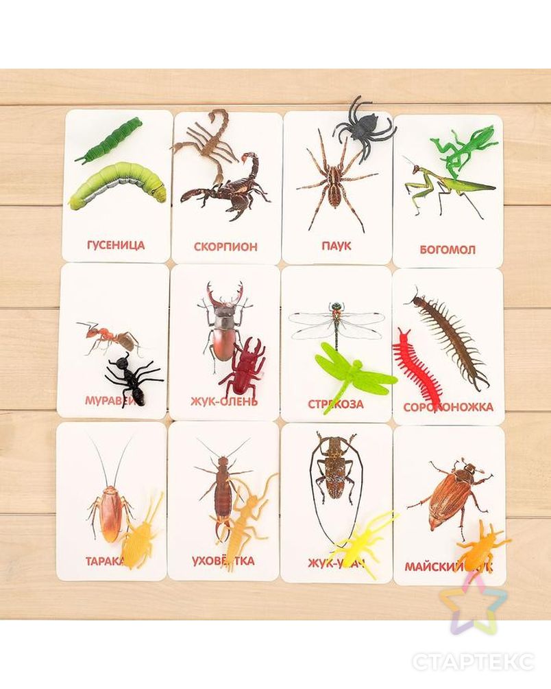 Развивающий набор с карточками «Мир насекомых», по методике Домана арт. СМЛ-76706-1-СМЛ0004474174 3