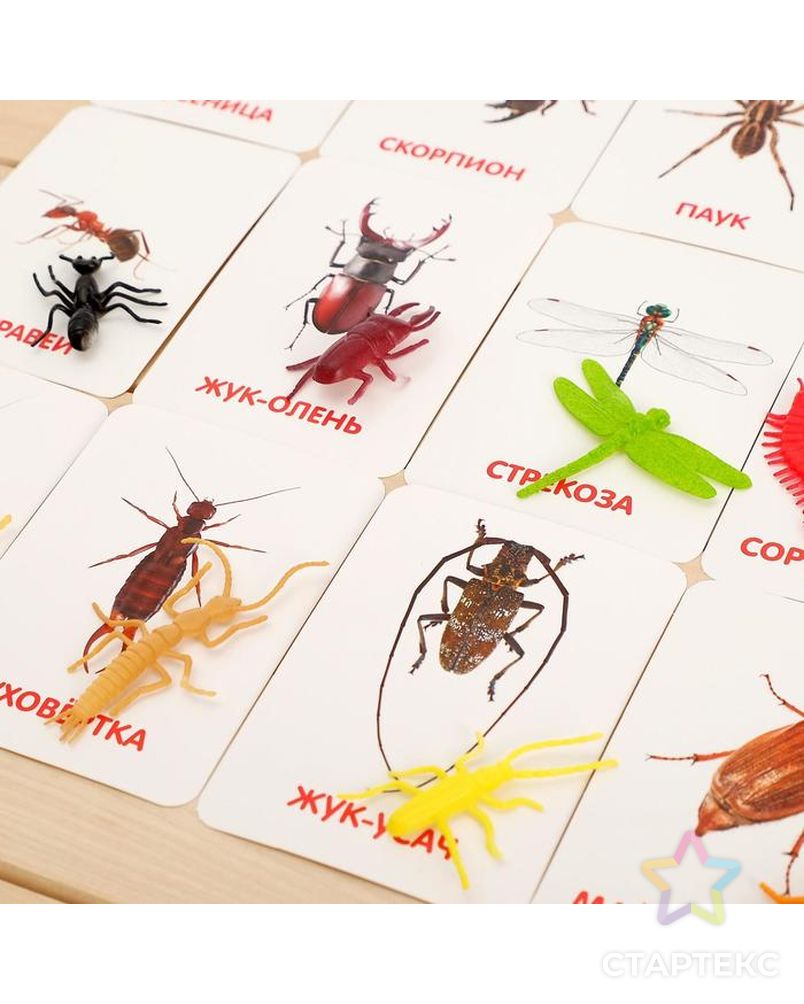 Развивающий набор с карточками «Мир насекомых», по методике Домана арт. СМЛ-76706-1-СМЛ0004474174 4