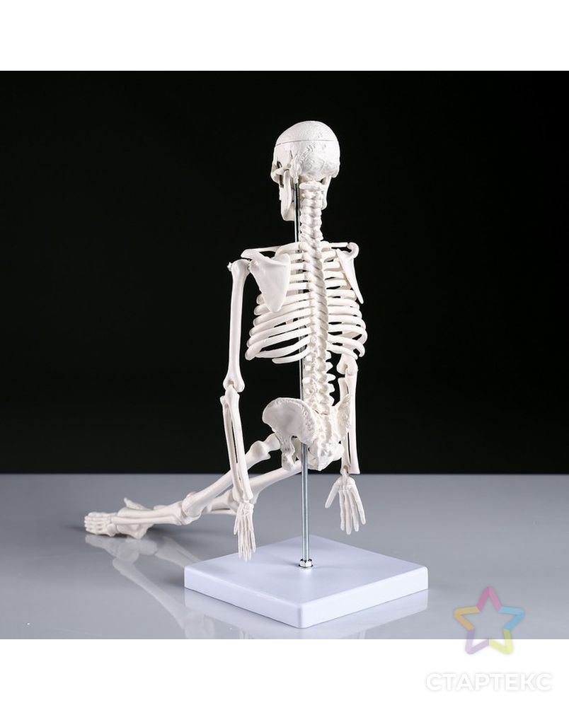 Макет "Скелет человека" 45см арт. СМЛ-77807-1-СМЛ0004623262 2