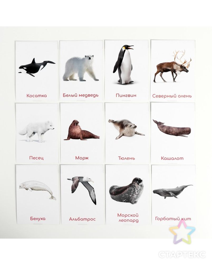 животные севера карточки для детей. разрезные карточки мир животных. животные севера карточки для детей. карточки животные севера. животные севера карточки.