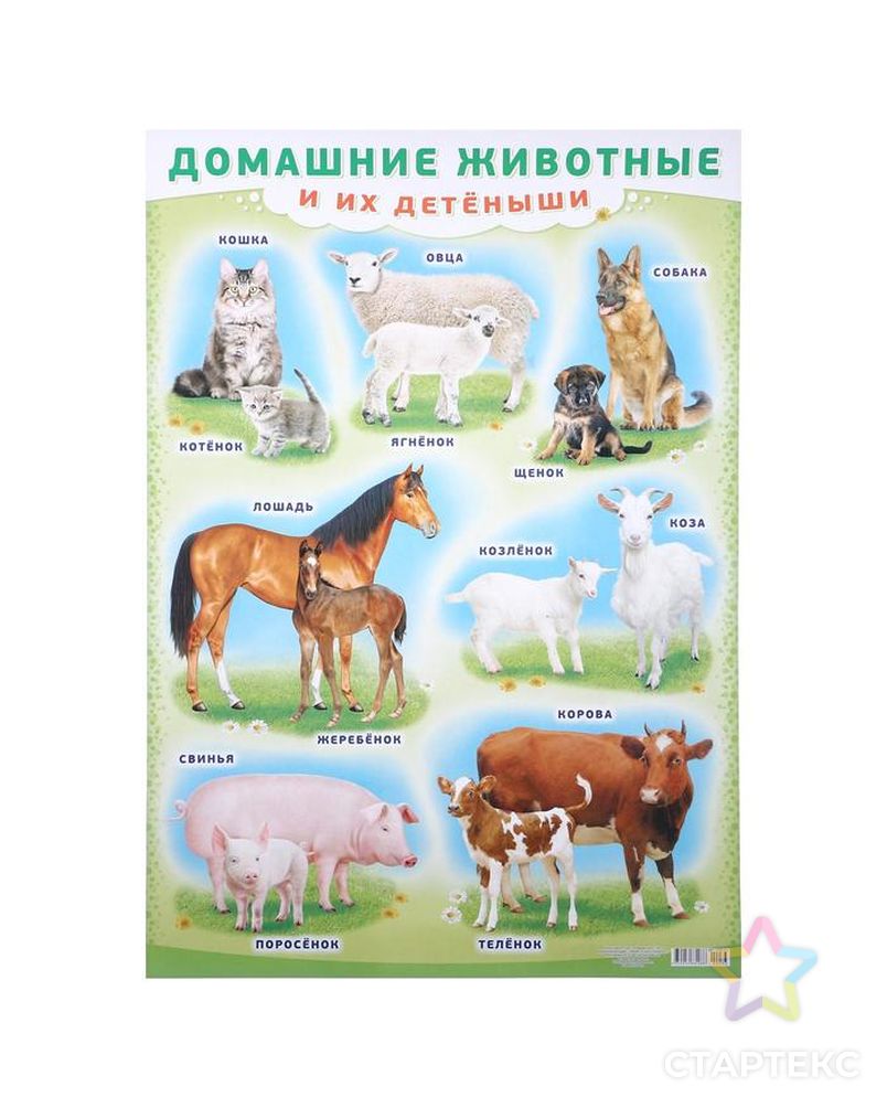 Плакат "Домашние животные и их детёныши" А2 арт. СМЛ-121646-1-СМЛ0004993048 1
