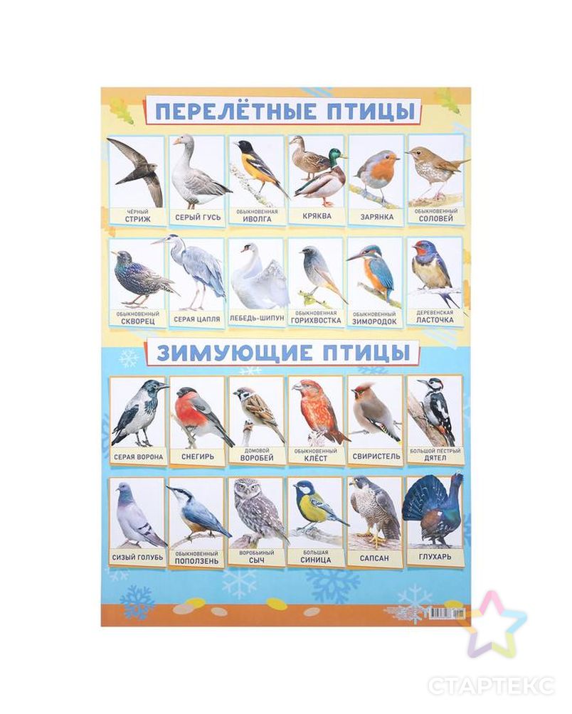Плакат "Зимующие и перелётные птицы" А2 арт. СМЛ-121647-1-СМЛ0004993049 1