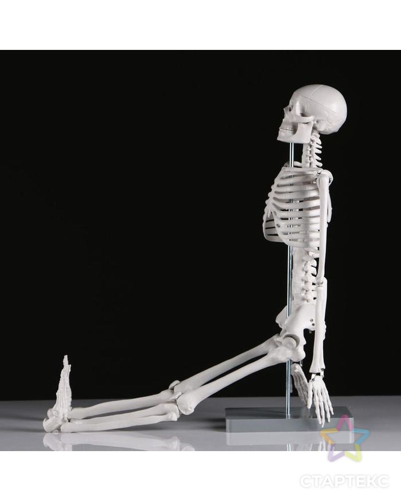 Макет "Скелет человека" 85см арт. СМЛ-148902-1-СМЛ0005076754 3