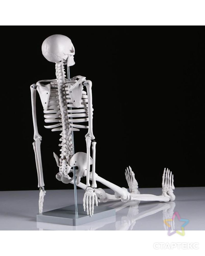Макет "Скелет человека" 85см арт. СМЛ-148902-1-СМЛ0005076754 4