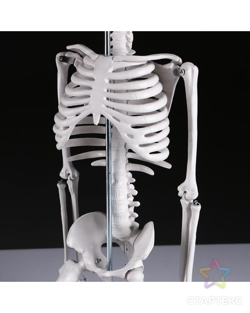 Макет "Скелет человека" 85см арт. СМЛ-148902-1-СМЛ0005076754 5