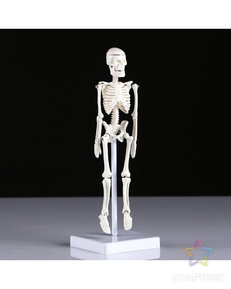Макет "Скелет человека" 22см арт. СМЛ-89139-1-СМЛ0005076756 1