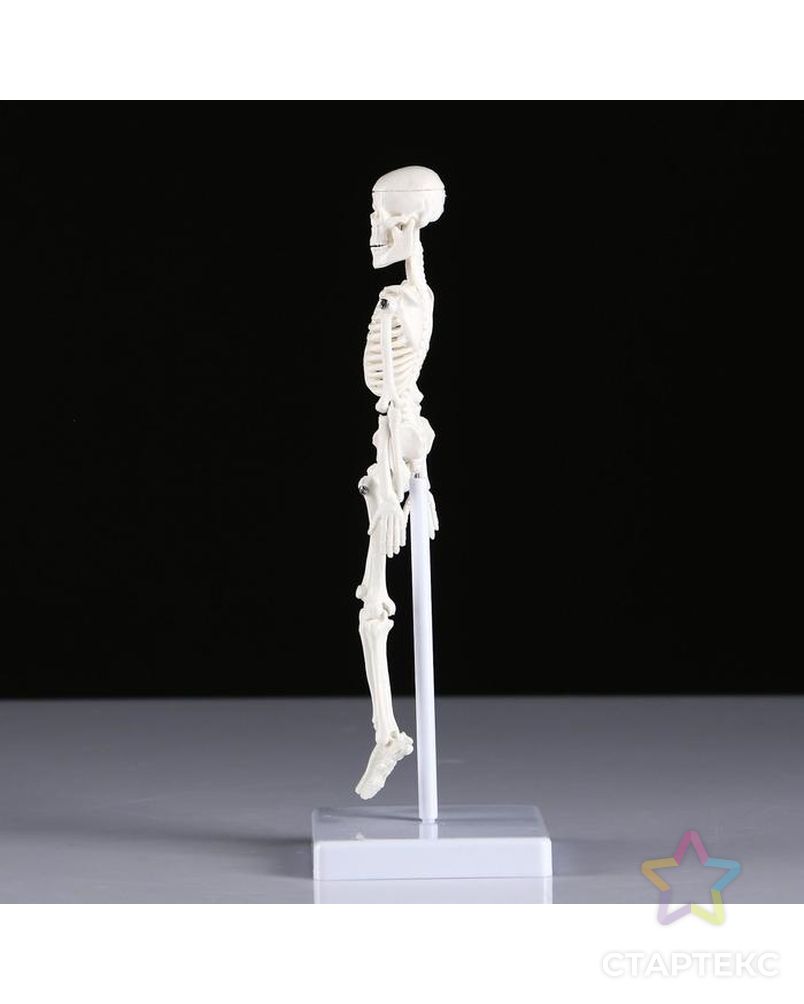 Макет "Скелет человека" 22см арт. СМЛ-89139-1-СМЛ0005076756 2