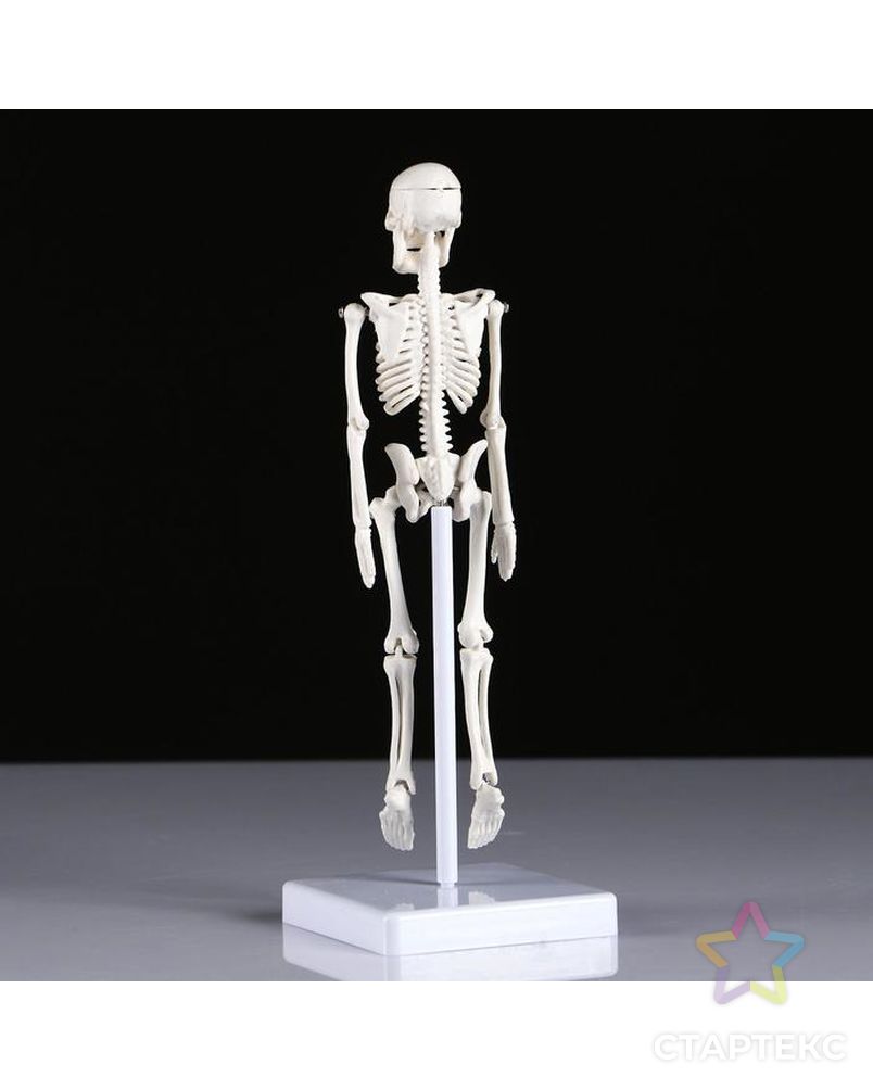 Макет "Скелет человека" 22см арт. СМЛ-89139-1-СМЛ0005076756 3