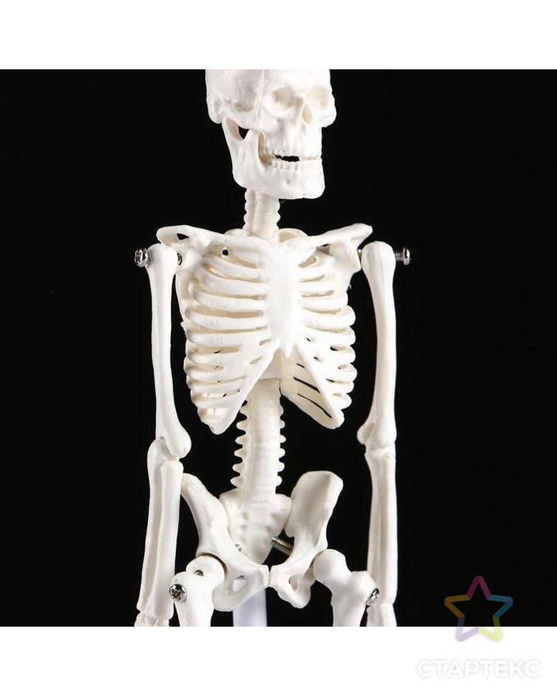 Макет "Скелет человека" 22см арт. СМЛ-89139-1-СМЛ0005076756 4