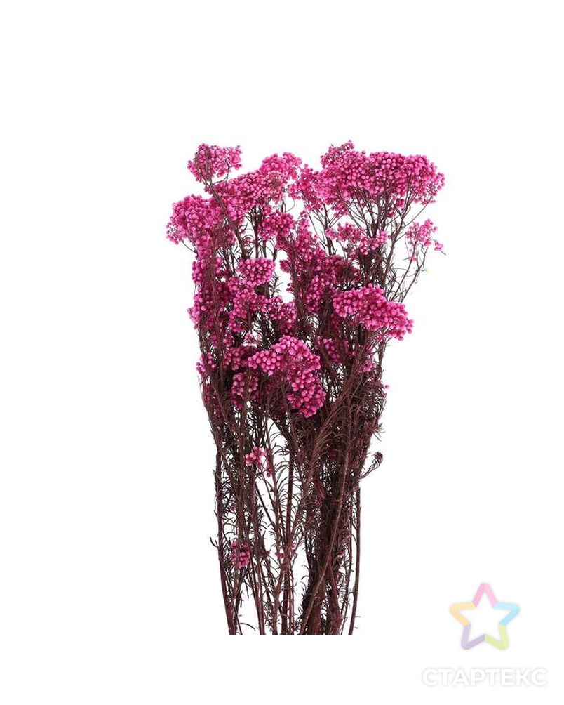 Сухоцвет "Озотамнус" 60 гр., цвет розовый арт. СМЛ-171084-1-СМЛ0006972061