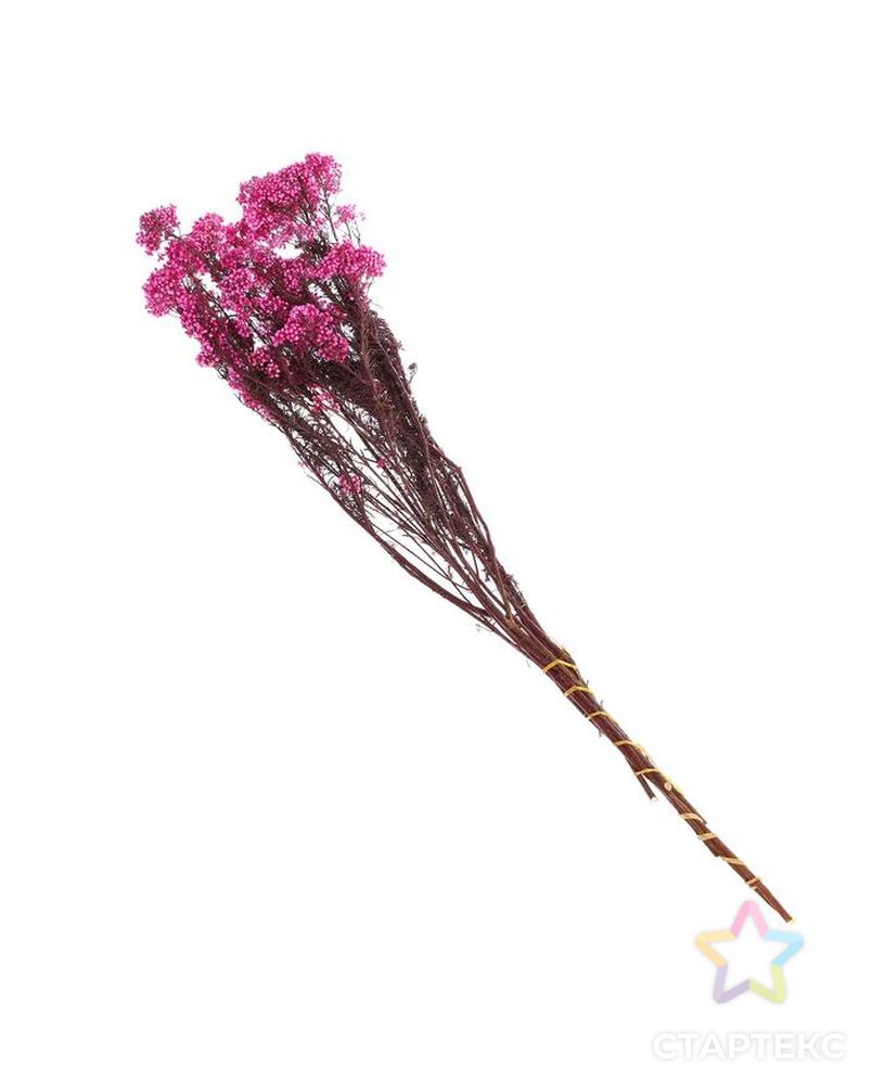 Сухоцвет "Озотамнус" 60 гр., цвет розовый арт. СМЛ-171084-1-СМЛ0006972061 3
